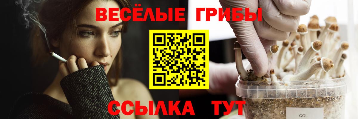 Гай  Псилоцибиновые грибы Psilocybe  Вход с VPN 